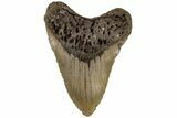 Huge, 5.72" Fossil Megalodon Tooth - North Carolina - #199710-2